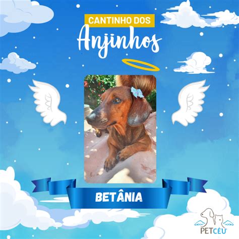 Pet Plus Betânia 